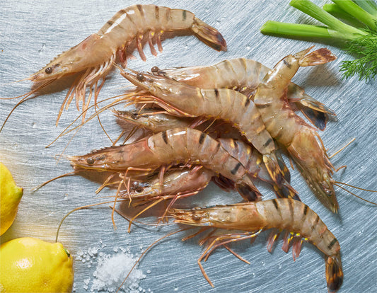 Black Tiger Gamba 21/30