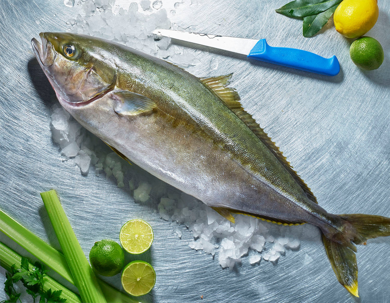 Zeeuwse Kingfish: Topkwaliteit uit de Oosterschelde