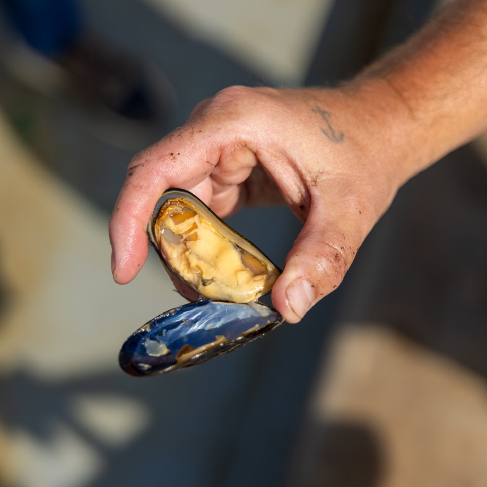 De Zeeuwse Mossel: Een Kweekproces van Twee Jaar