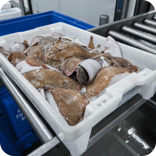Wat betekent dagvers bij The Fishlovers?