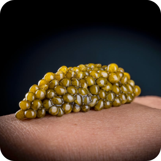 Close-up van kaviaarkorrels op een hand, gefotografeerd tegen een donkere achtergrond. House of Caviar, de leverancier van The Fishlovers, staat bekend om de zorgvuldige selectie en verwerking van hun kaviaar van de Siberische steur