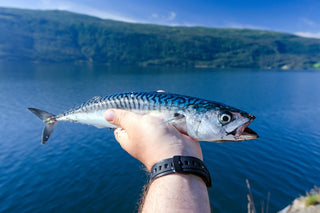 Makreel boven een fjordlandschap