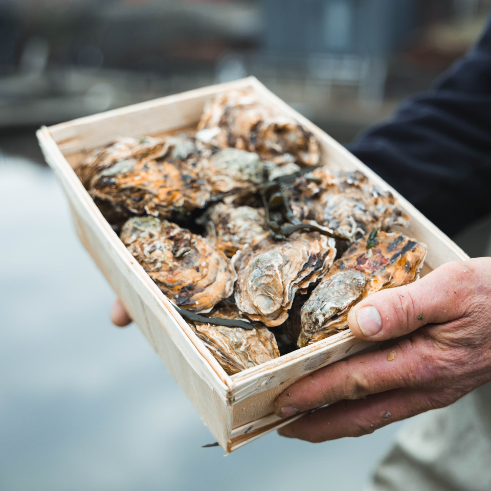 Hoe kun je oesters het beste bewaren? Onze tips!