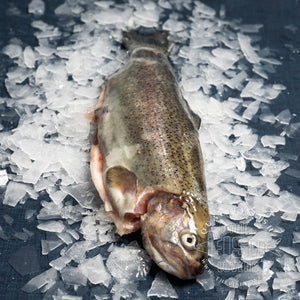 Forel 
